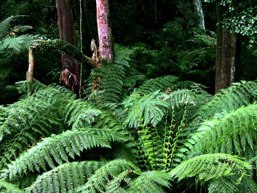 Fernsnearcannriverpanorama