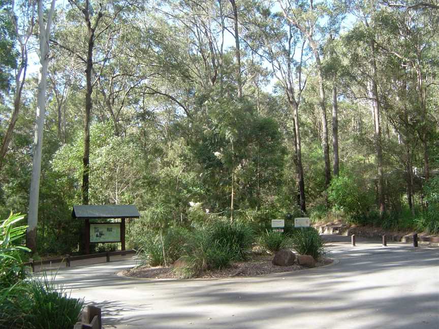 Cedar Creek Fallsin Tamborine National Park