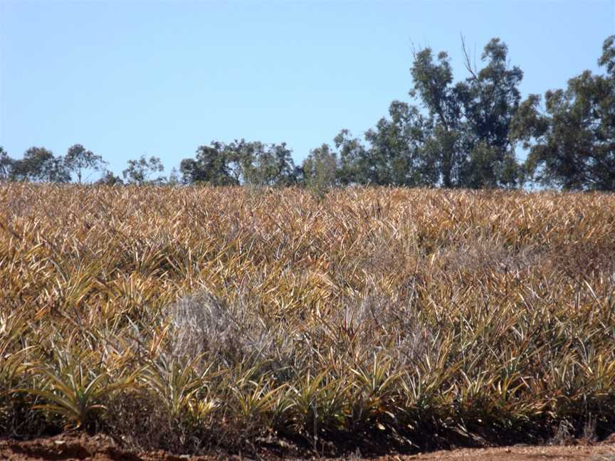 Pineapples Wamuran Queensland