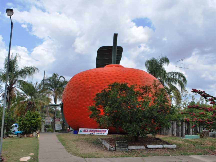 Mundubbera Big Mandarin