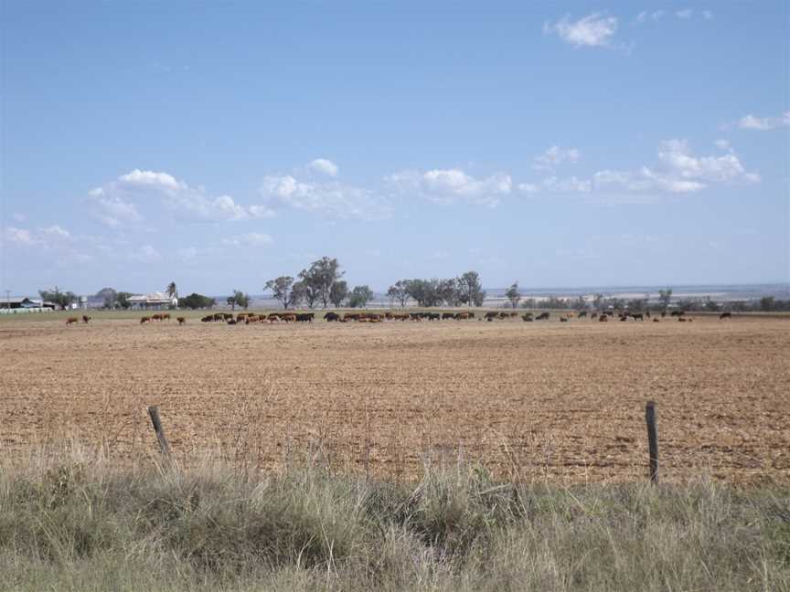 Cattle at East Greenmount.jpg