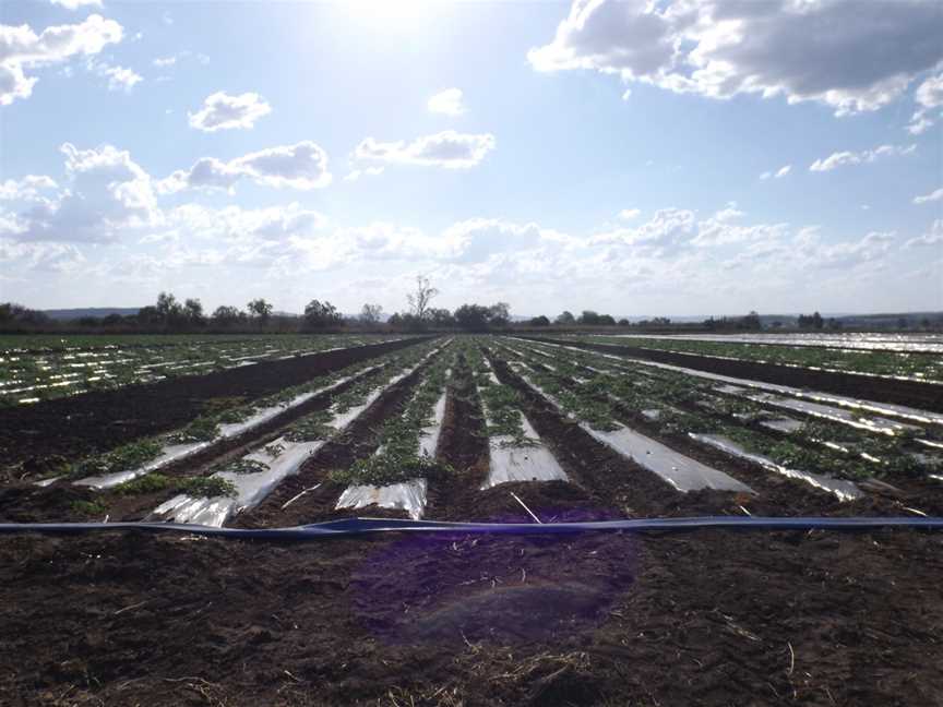 Crops at Lower Tenthill.jpg