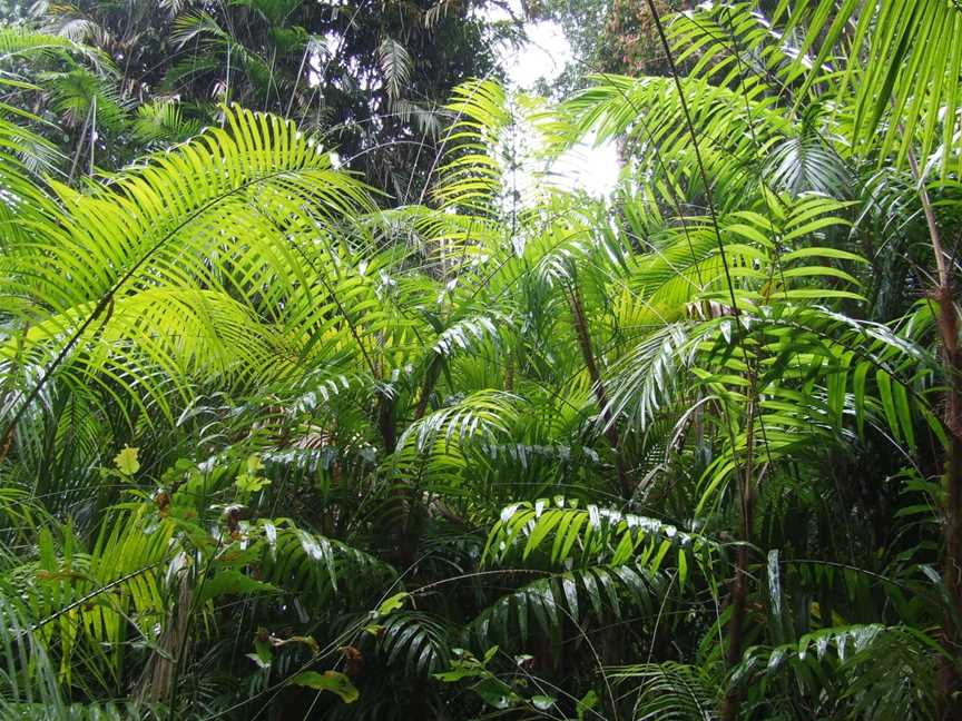 Floraof Lake Barrine