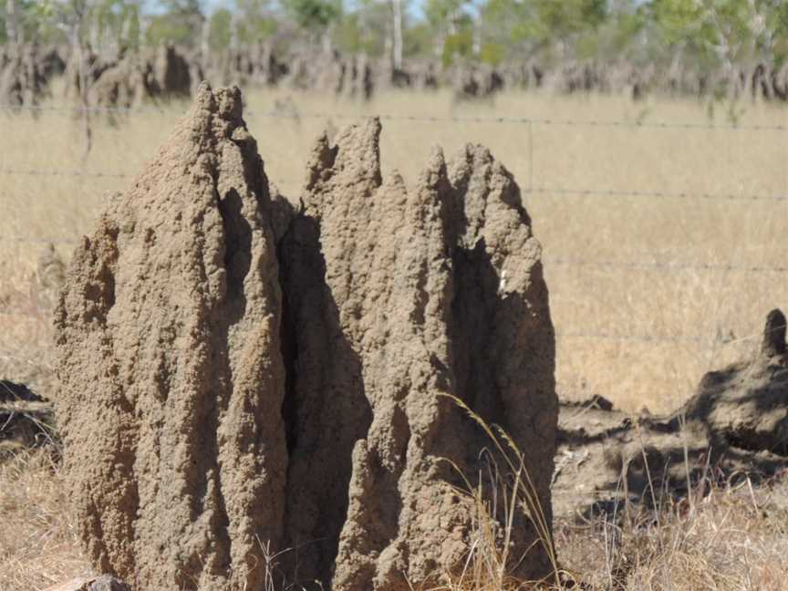 Termitemoundsalongthe Burke Developmental Road CStokes CQueensland CJune201901