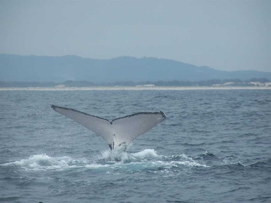 Humpback whale fluke (4).jpg