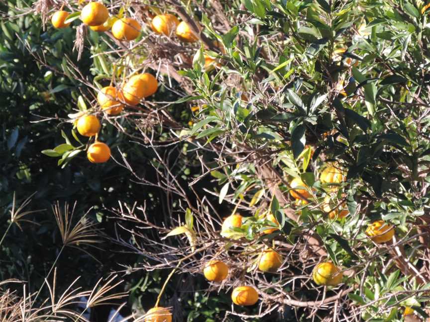 Citrusgrowing CBurnett Highway CIderaway C201402