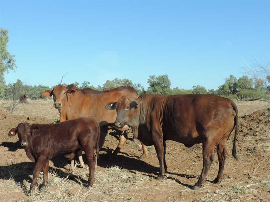 Cattle CTaldora CQueensland CJune2019