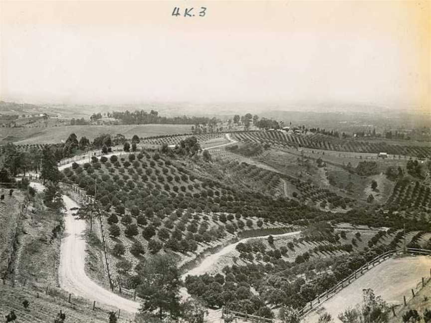 Orchards at Kurrajong (2924807411).jpg