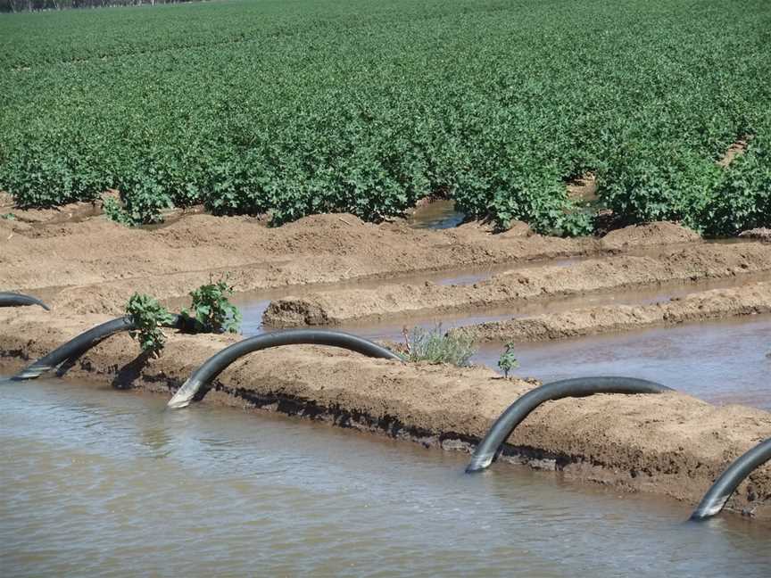 Channel Irrigationofcottoncrops WA RR EN