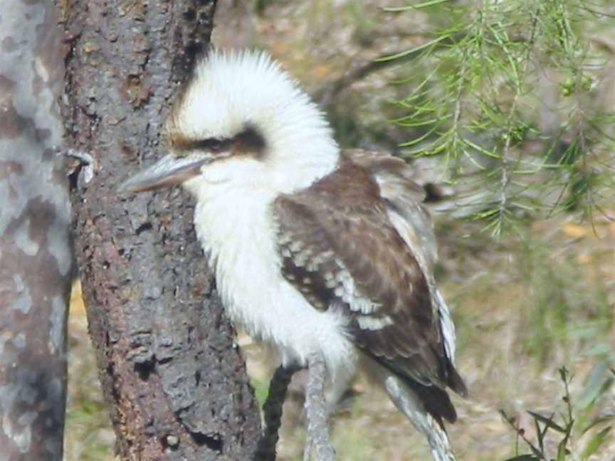 Kookaburrabullsrun