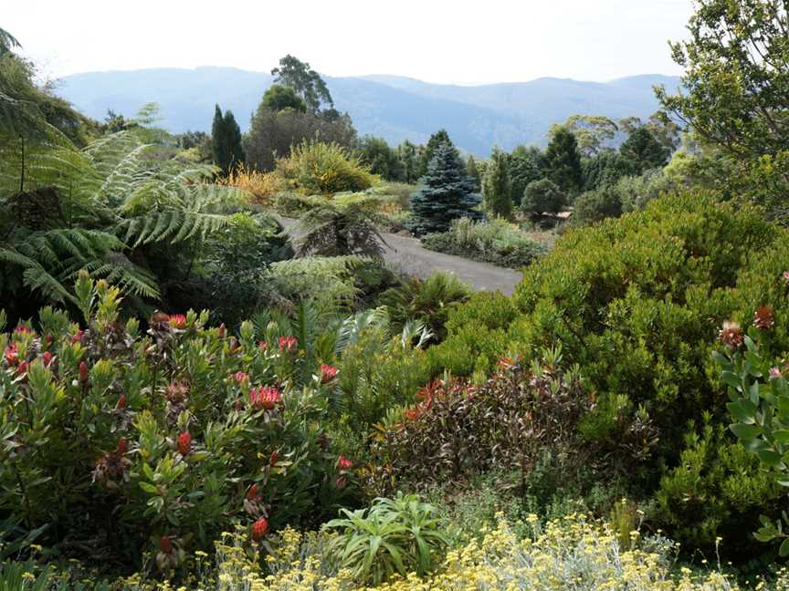 Mt Tomah Botanical Gardens - Garden 5 Proteaceae.JPG