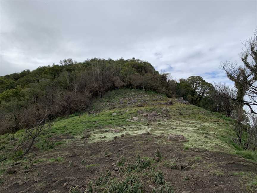 The overgrown summit of Mount Royal.jpg