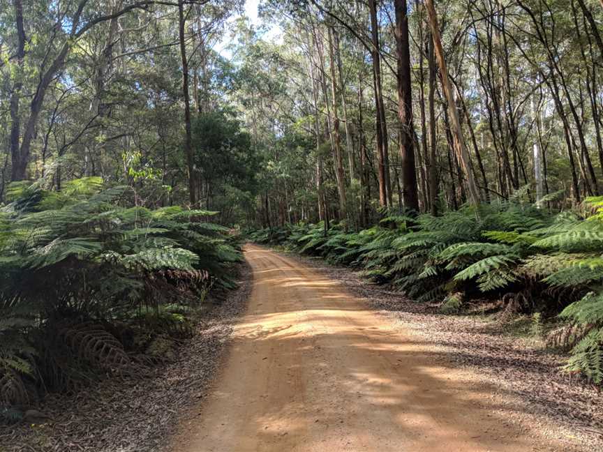 Monga National Park, New South Wales.jpg