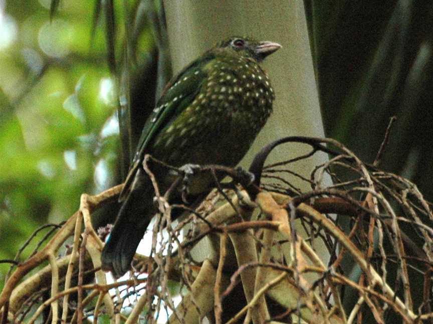 Green Catbirdmaialaapr06