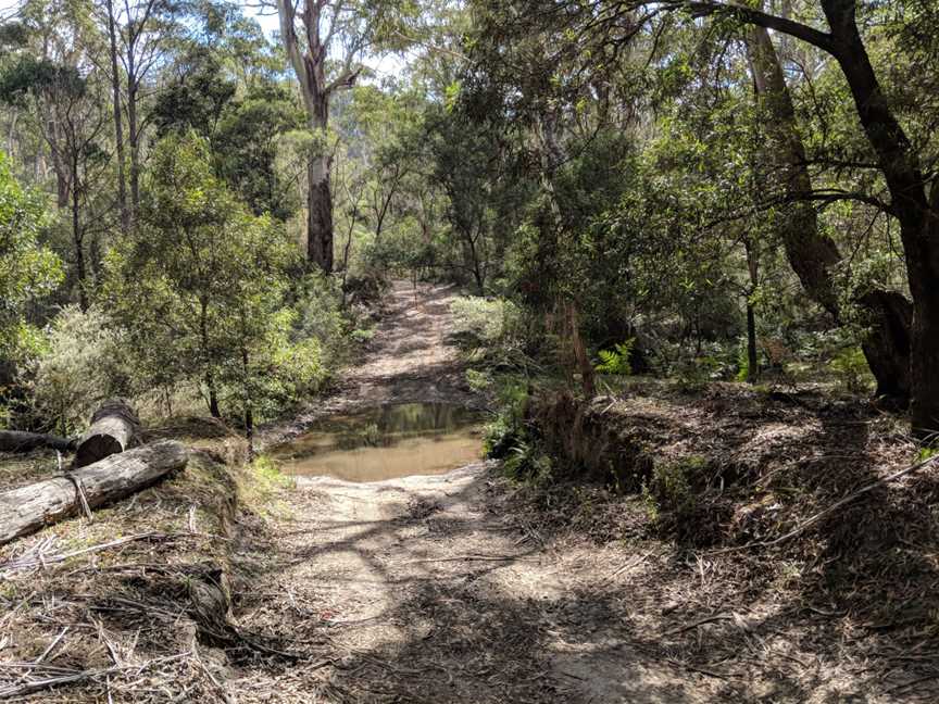 Mulloon fire trail in Tallaganda National Park, Palerang, New South Wales.jpg