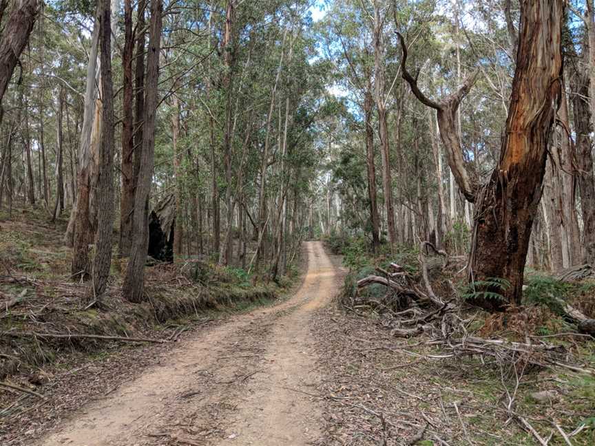 Tallaganda National Park CMulloon Fire Trail CPalerang2