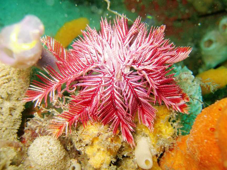 Ptilometraaustralis Passion Flowerfeatherstar