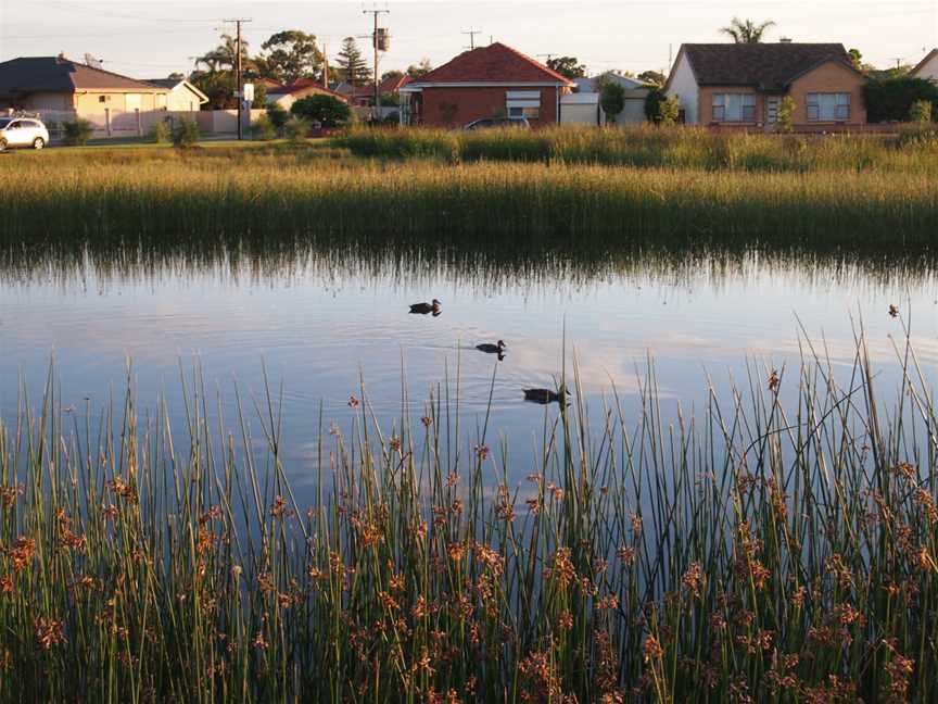 Cooke Reserve wetland.JPG