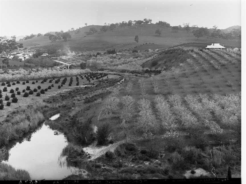 Fruit Garden in Bloom at Cudlee Creek(GN08300).jpg