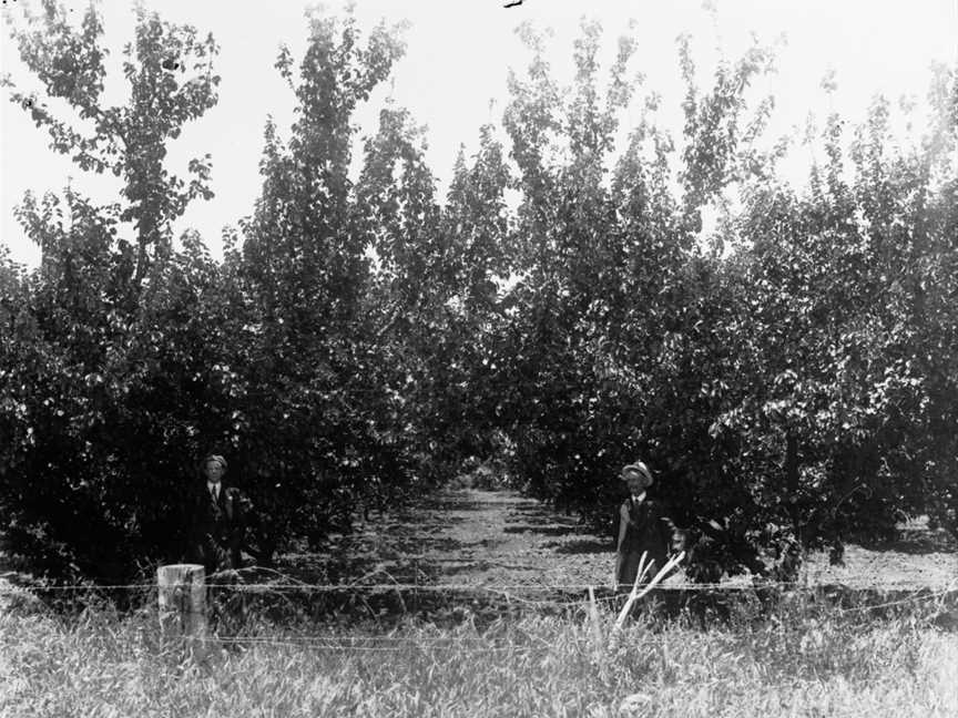 Apricot orchard at Holder, planted September 1897(GN10385).jpg