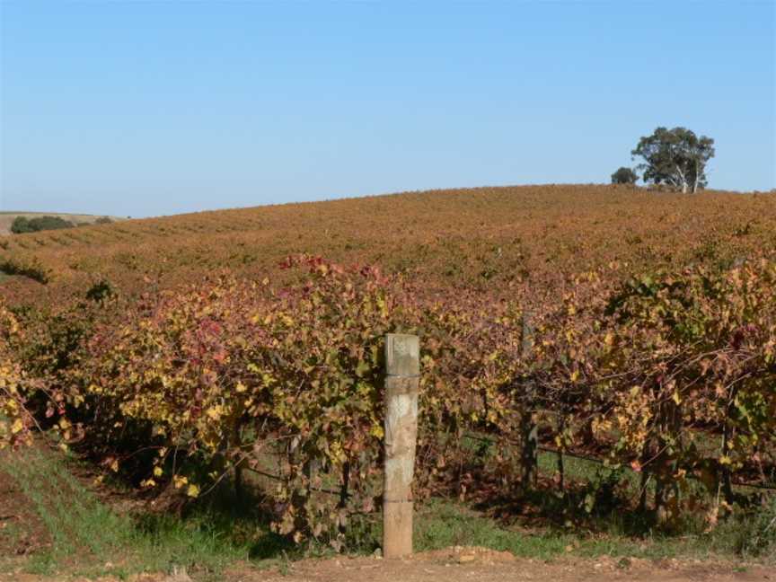 Gomersal vineyards.JPG