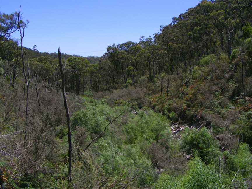 Wilsons bog cleland conservation park.jpg