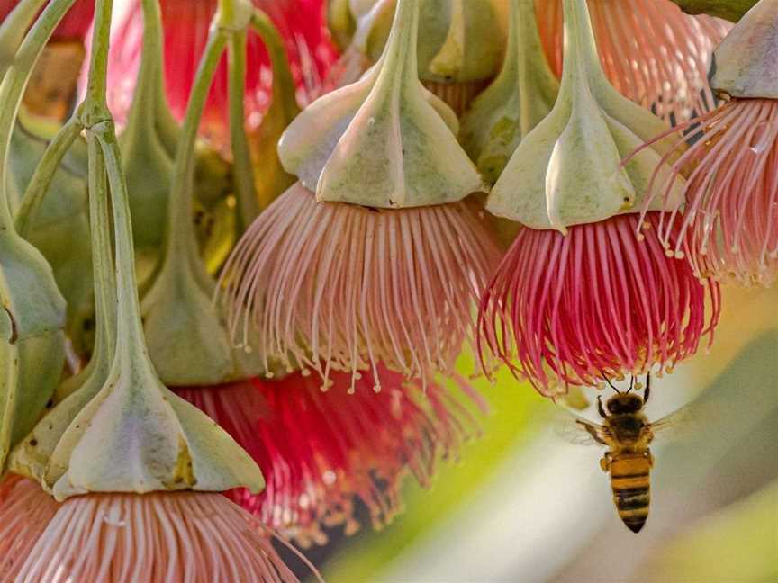 WA’s Special Eucalypts - Guided Walk, Events in Kings Park