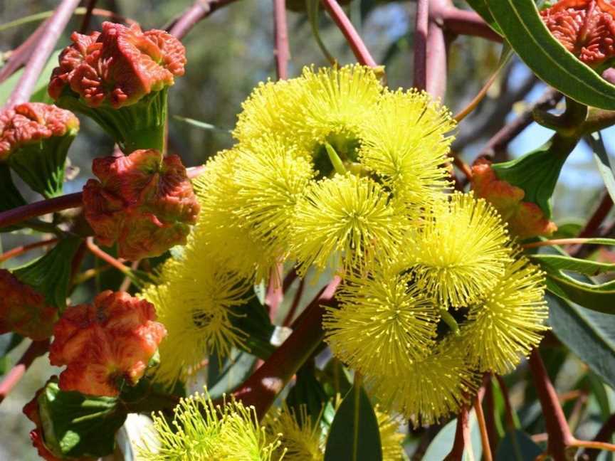 National Eucalypt Day, Events in Kings Park