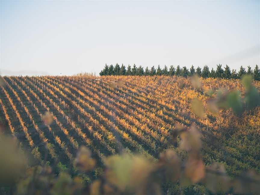 Austin's Wines, Sutherlands Creek, Victoria