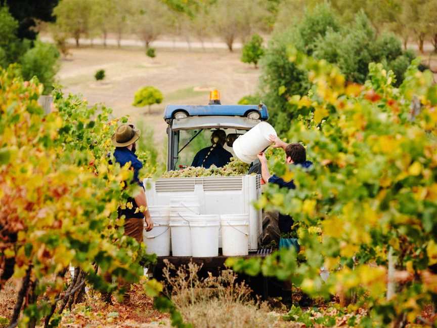 Austin's Wines, Sutherlands Creek, Victoria