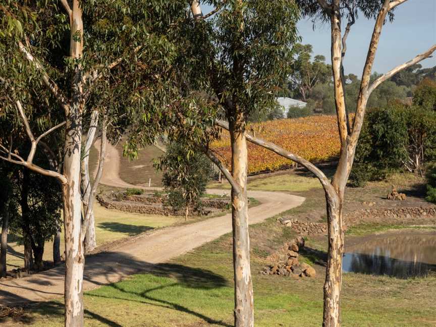 Bannockburn Vineyards, Bannockburn, Victoria