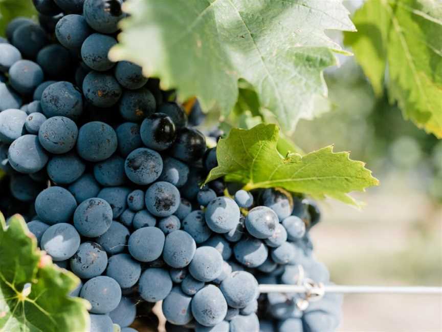 James & Co Wines, Rutherglen, Victoria