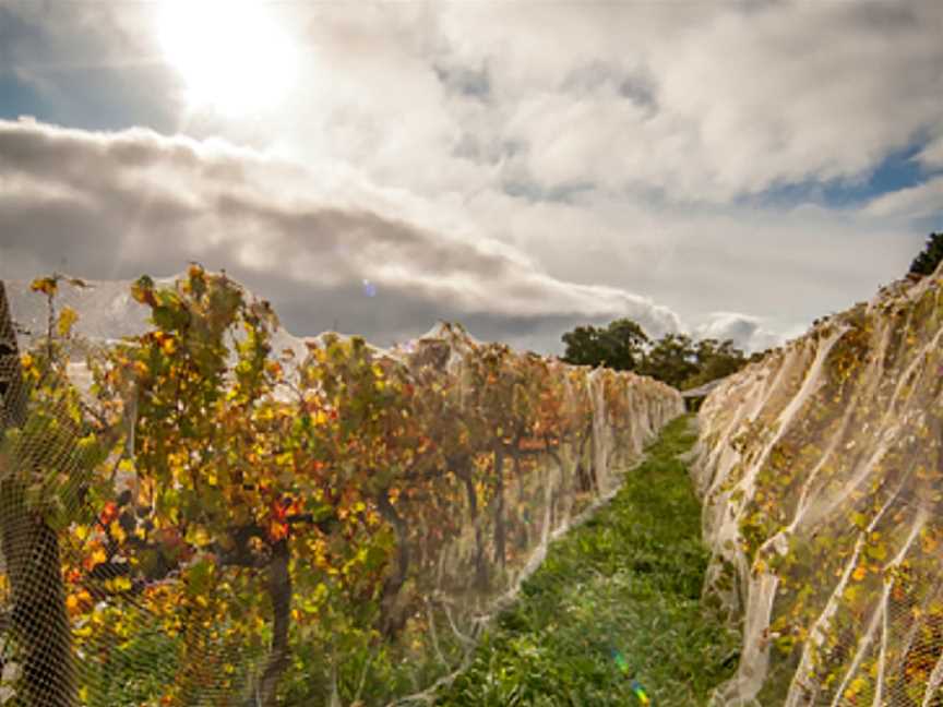 Main Ridge Estate, Red Hill, Victoria