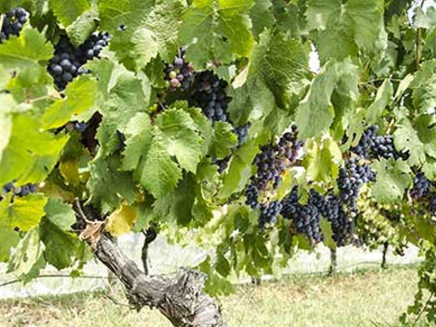 Many Hands Winery, Coldstream, Victoria