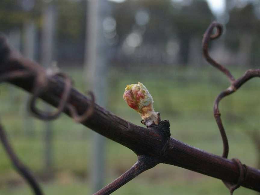 Marcus Hill Vineyard, Marcus Hill, Victoria