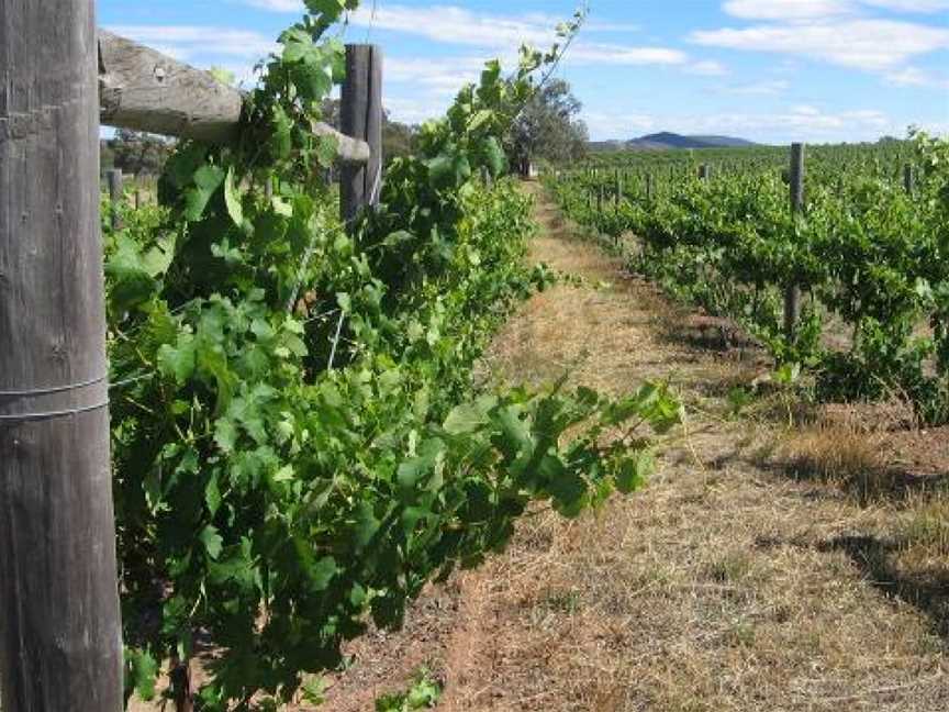 Mount Camel Ridge Estate, Wineries in Heathcote