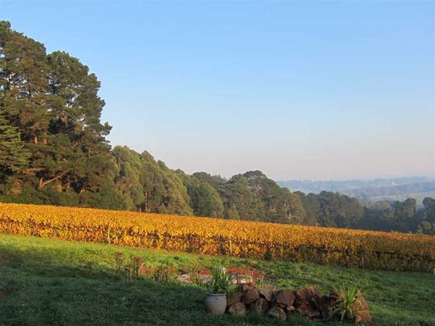 Red Ridge Vineyard, Red Hill South, Victoria