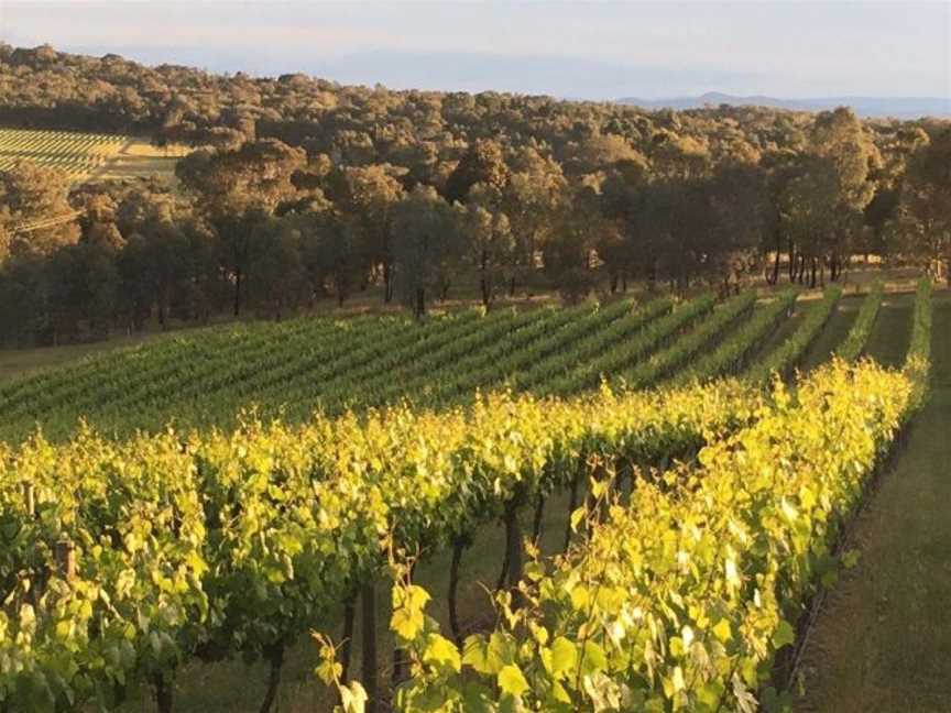 Serengale Vineyard, Everton Upper, Victoria