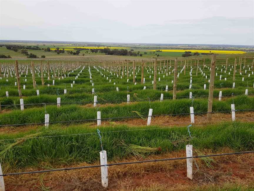 Whistling Eagle Vineyard, Colbinabbin, Victoria