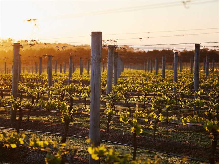 Wine Terrace and Cellar Door at Pt Leo Estate, Wineries in Merricks