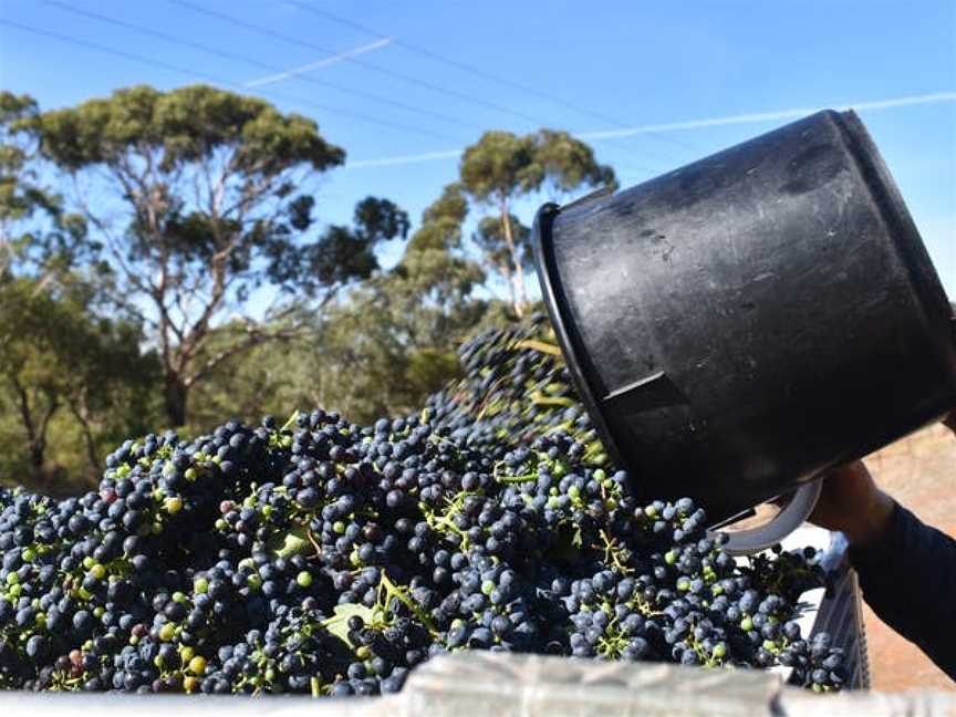 Ballycroft Vineyard & Cellars, Greenock, South Australia