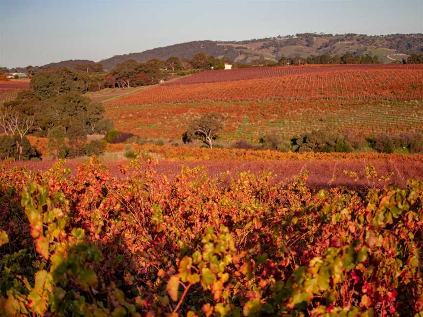 Brini Estate Wines, McLaren Vale, South Australia