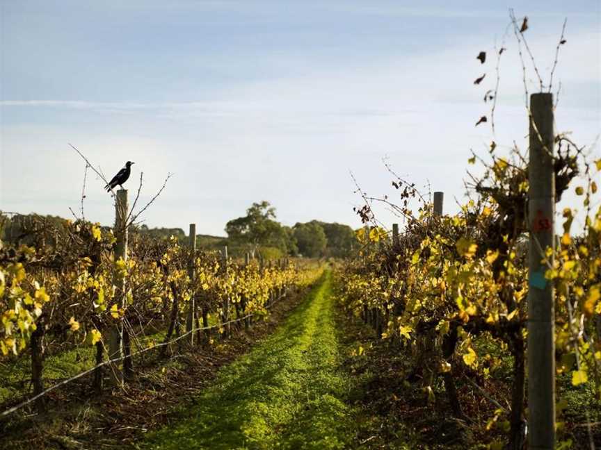 Chalk Hill, McLaren Vale, South Australia