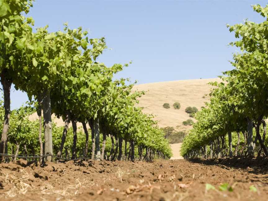 Charles Melton, Tanunda, South Australia