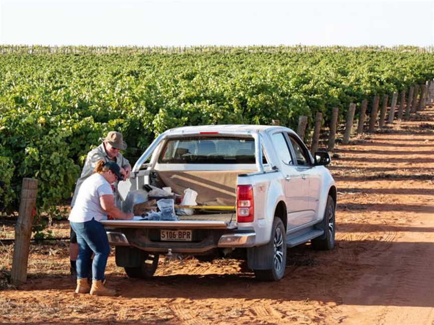 Dominic Wines, Berri, South Australia