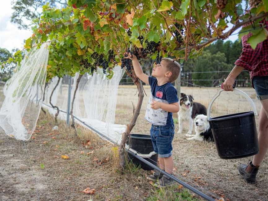 Fernfield Wines, Eden Valley, South Australia