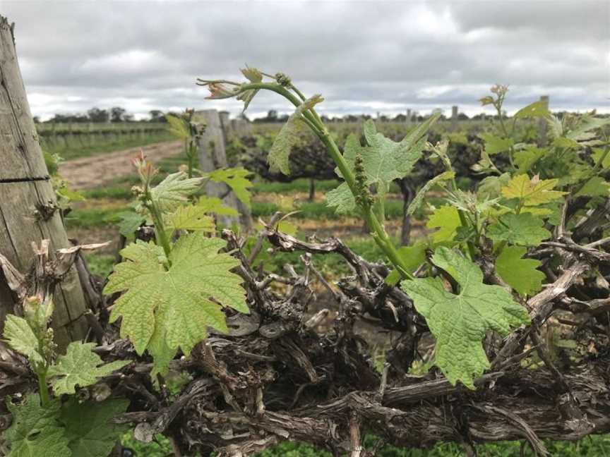 Flint's of Coonawarra, Coonawarra, South Australia