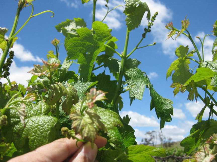 Greenock Estate, Tanunda, South Australia