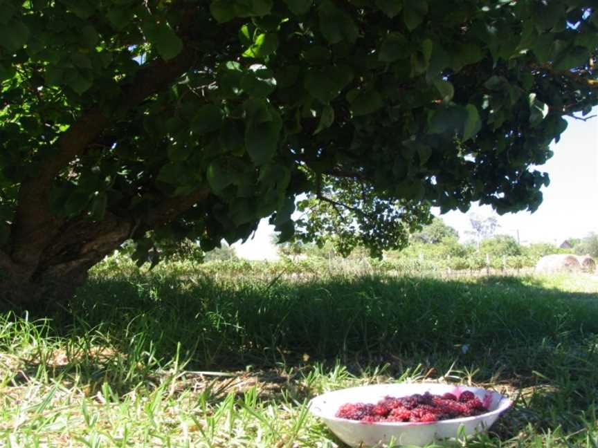 Ivybrook Farm, Maslin Beach, South Australia