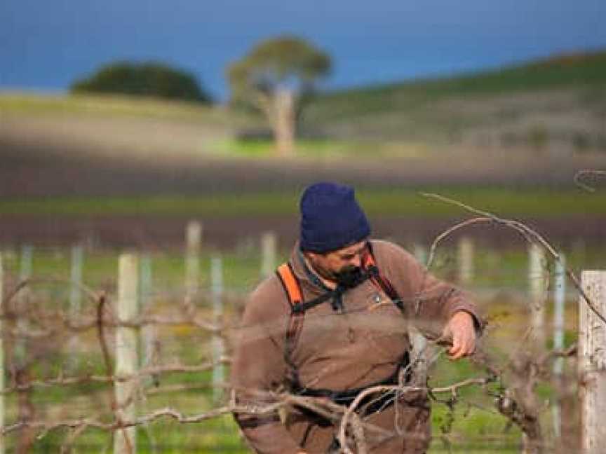 Kurtz Family Vineyards, Angaston, South Australia